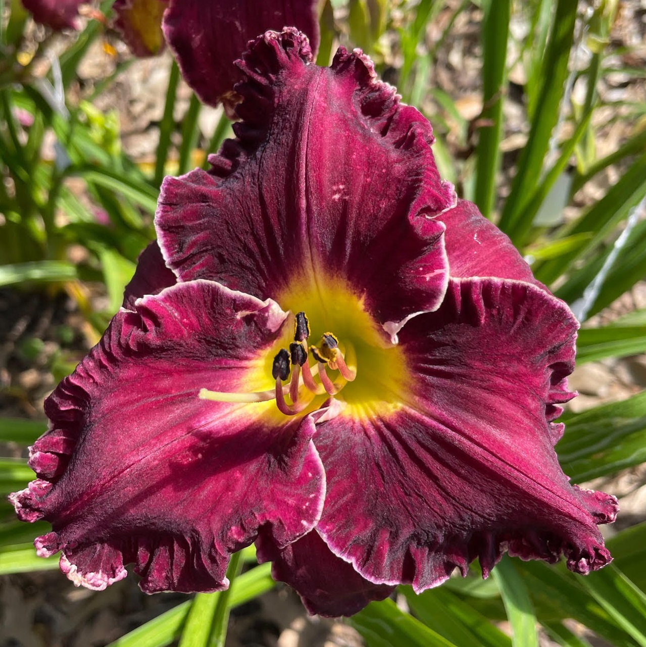 2025 introduction

Nothing special to be honest but what is unique is this flowers ability to hold up to the furnace of a south Louisiana day. $100 a double fan